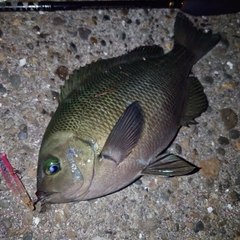 メジナの釣果