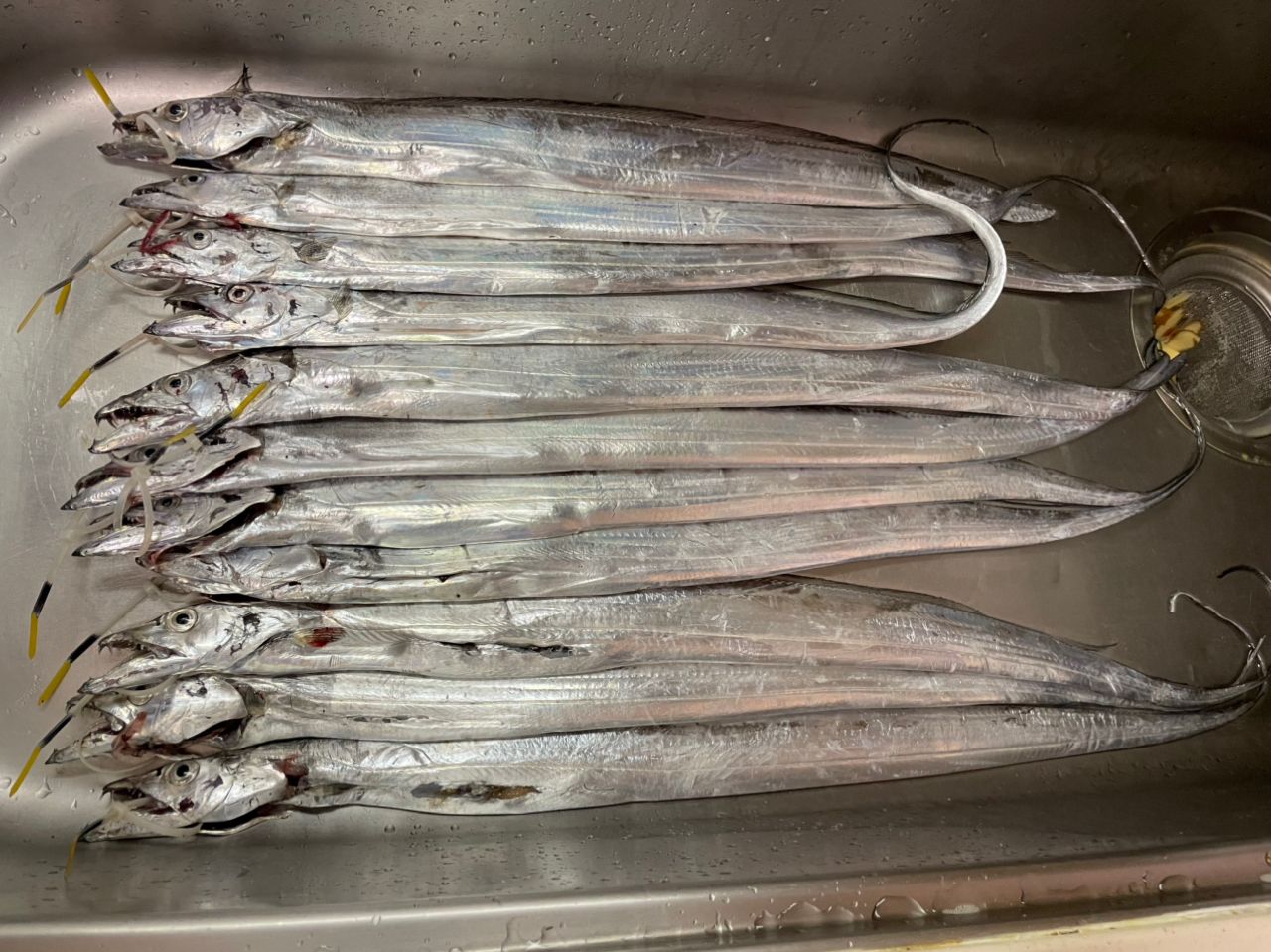 骨董　魚市場の競り札　レア　襤褸　ボロ　魚籠　魚釣　貴重　明治　大正 シロギス（堤防） | クロダイ、沖提、ルアータチウオ船釣りなら