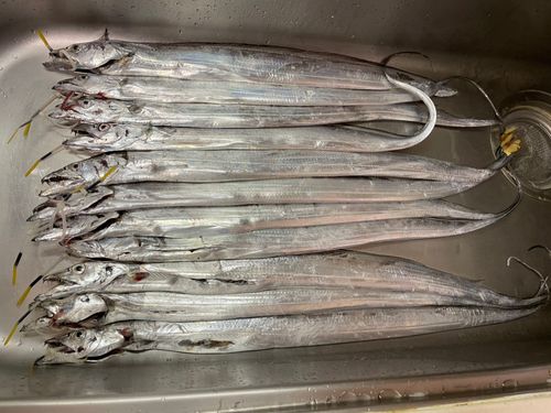 タチウオの釣果
