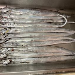 タチウオ