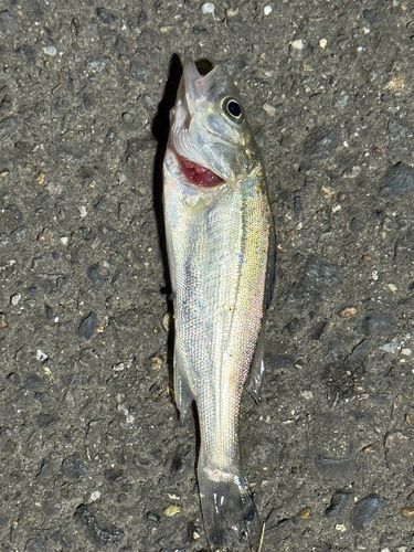 セイゴ（ヒラスズキ）の釣果