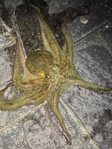 タコの釣果