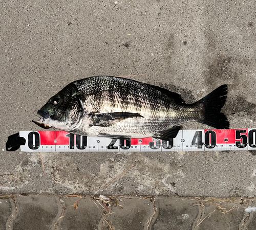 チヌの釣果