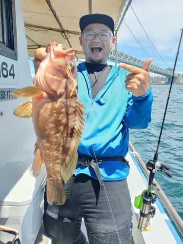 アコウの釣果