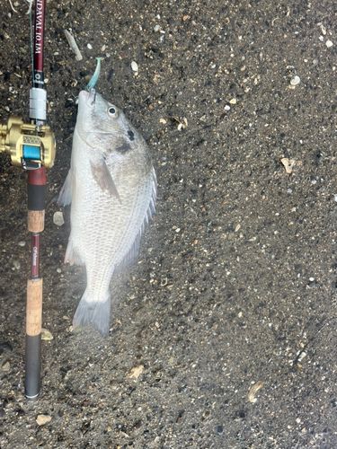 キビレの釣果