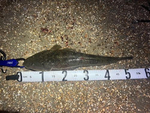 コチの釣果