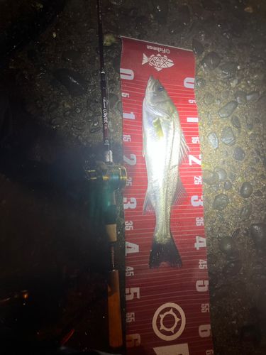 タイリクスズキの釣果