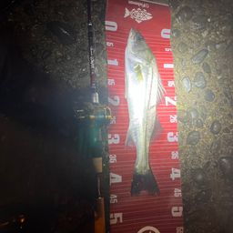 タイリクスズキ