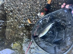 ニジマスの釣果