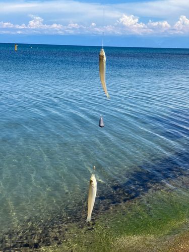 キスの釣果