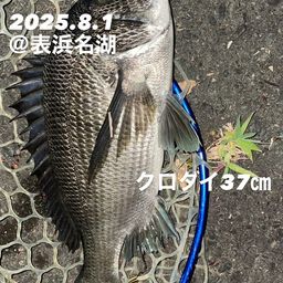 クロダイ
