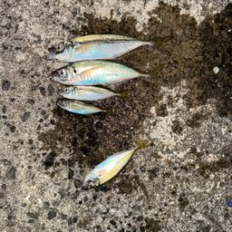 アジ