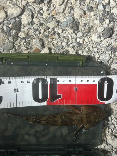 ウロハゼの釣果