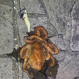 タコ