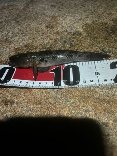 ウロハゼの釣果