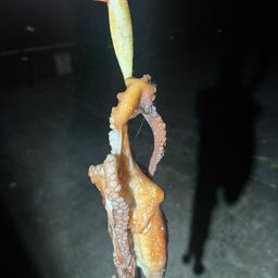 タコ