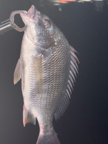 キビレの釣果