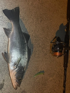 ヒラスズキの釣果