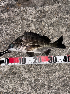 チヌの釣果