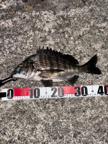 チヌの釣果
