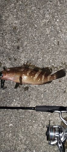 アコウの釣果