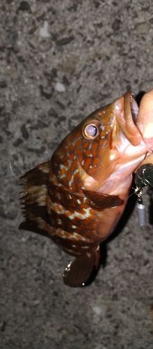 アコウの釣果