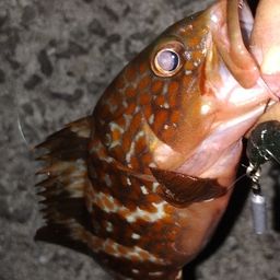 アコウ