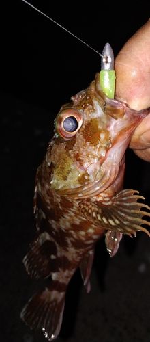 カサゴの釣果
