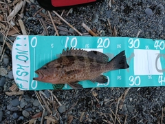 オオモンハタの釣果