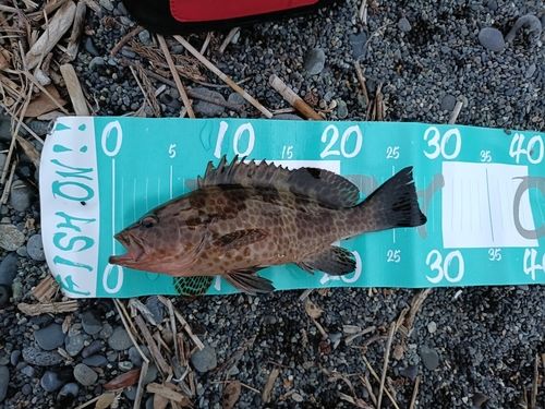 オオモンハタの釣果