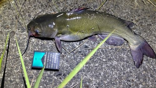 アメリカナマズの釣果