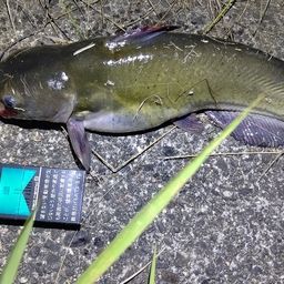 アメリカナマズ