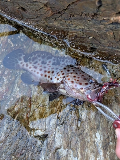 ノミノクチの釣果