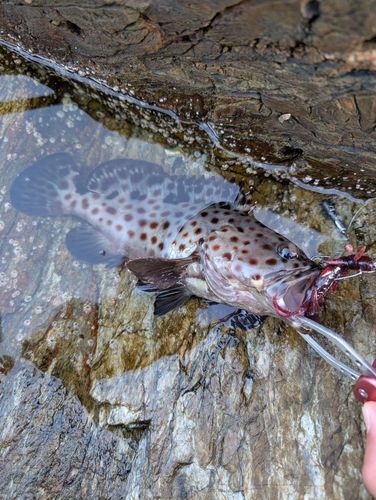 ノミノクチの釣果