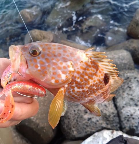 キジハタの釣果