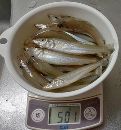 キスの釣果