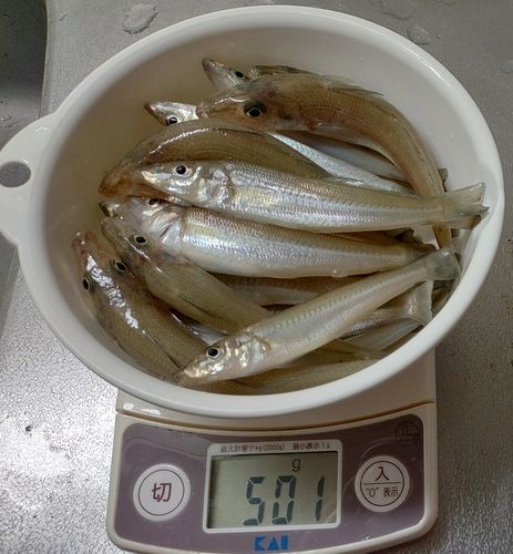 キスの釣果