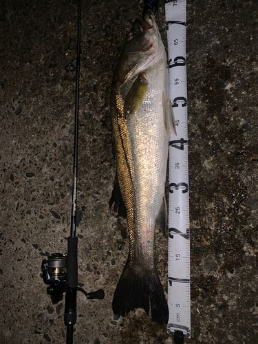 マルスズキの釣果