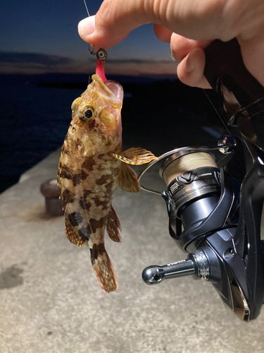 アラカブの釣果