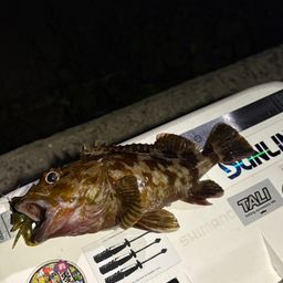 カサゴ