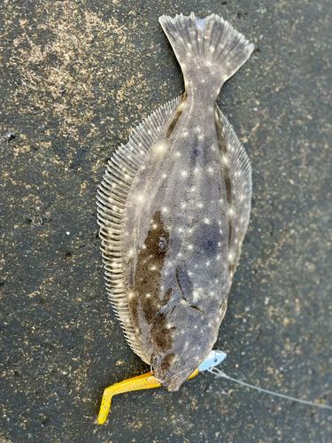 ヒラメの釣果