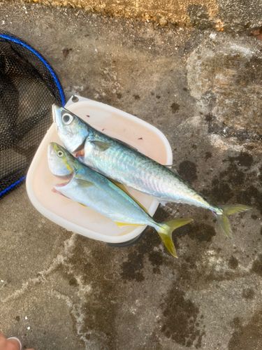 サバの釣果