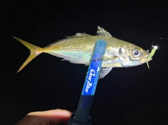 マアジの釣果