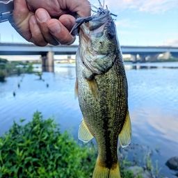 ラージマウスバス