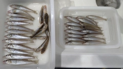 キスの釣果