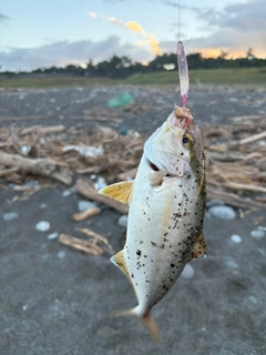 ショゴの釣果