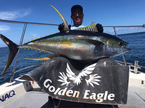 キハダマグロの釣果