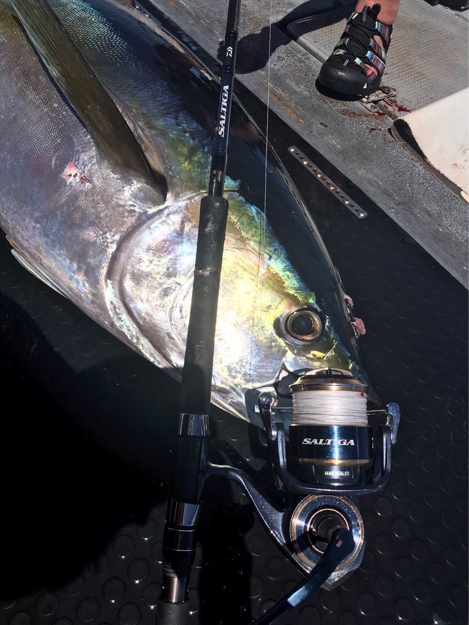 Golden Eagleさんの釣果 3枚目の画像