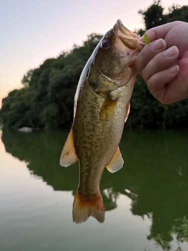 ラージマウスバスの釣果