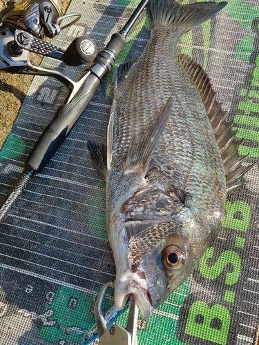 チヌの釣果